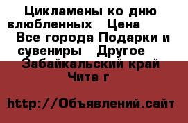 Цикламены ко дню влюбленных › Цена ­ 180 - Все города Подарки и сувениры » Другое   . Забайкальский край,Чита г.